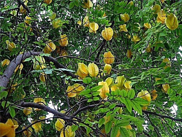 Hvordan dyrke stjernefrukt Voksende Starfruit (Carambola)