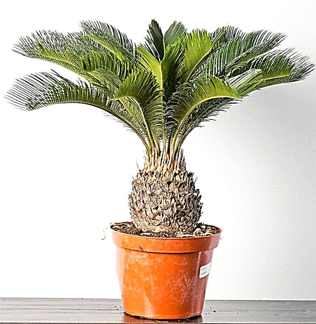 Sago Palm을 재배하는 방법 | 완전한 성장 가이드