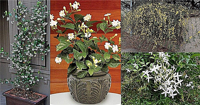 17 druhov kvetov jazmínu Odrody jazmínových rastlín