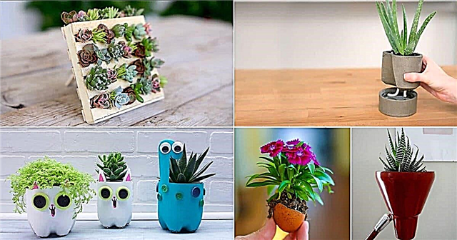 15 elegantes mini jardines para una decoración única