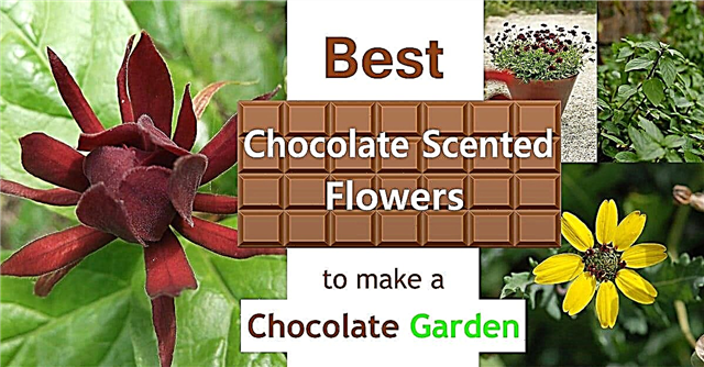 Labākie ar šokolādi smaržojošie ziedi Augi, kas smaržo pēc šokolādes
