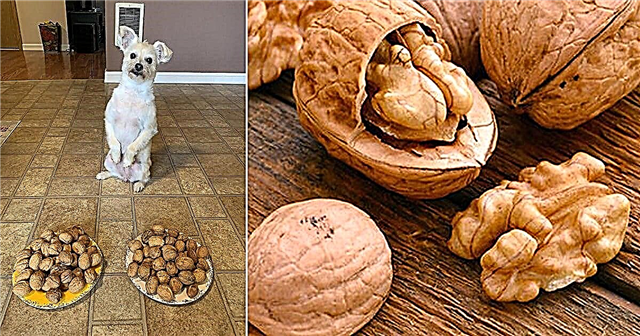 Kan hundar äta valnötter | Är valnötter säkra för hundar