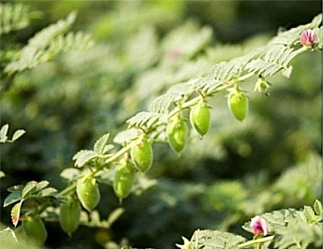 Plantio e cultivo de feijão garbanzo | Como cultivar grão de bico