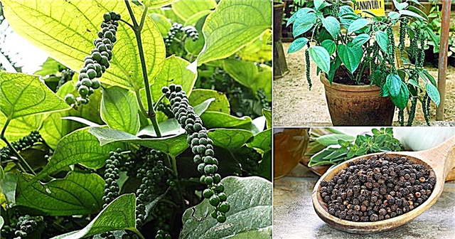 Sådan dyrkes sort peberplante Voksende peberkorn