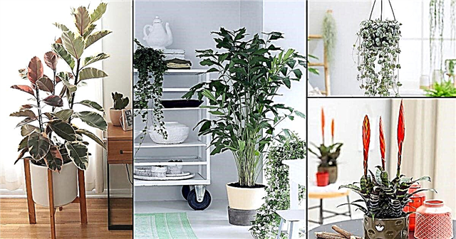 60+ forskjellige typer innendørs planter | Husplante Typer