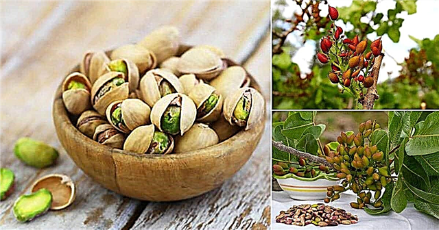 Hvor kommer pistacienødder fra? Hvor stammer pistacienødder fra?