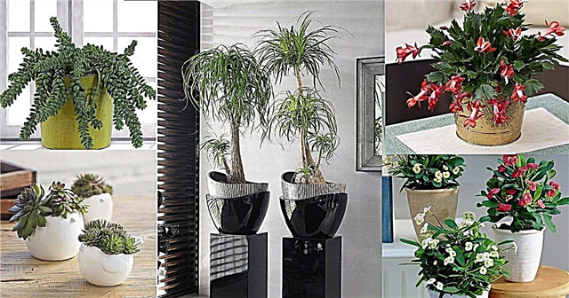 14 Succulents Dalaman Terbaik Untuk Tumbuh di Rumah