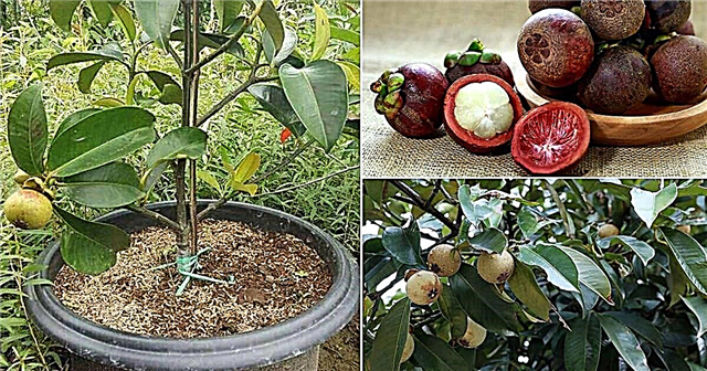 Cómo cultivar el árbol de mangostán »Wiki Ùtil Guía de plantación de mangostán