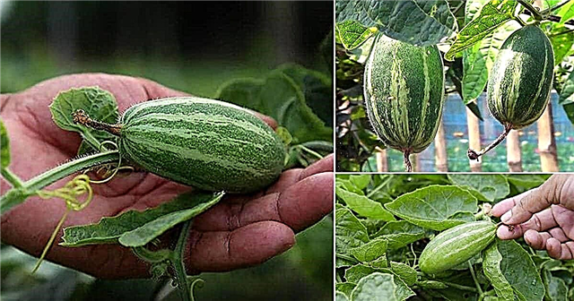 Growing Pointed Gourd | Hvordan vokse spiss kalebass