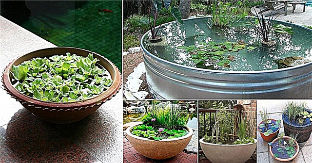 13 pacíficas ideas de jardín de agua de contenedores de bricolaje para jardineros de contenedores