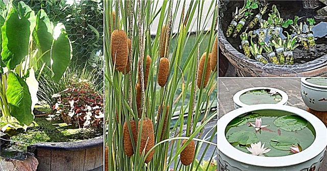 10 kruiden en groenten die u kunt laten groeien in Container Water Garden