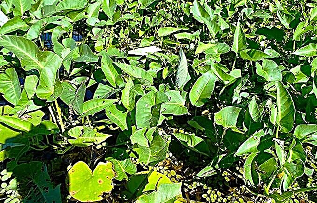 Jak pěstovat Kangkong Pěstování vodního špenátu