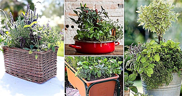 33 най-добри комбинации от билкови градини в контейнер за вкус и аромат