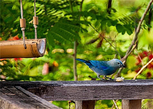 ماذا تطعم الطيور في حديقة الشرفة