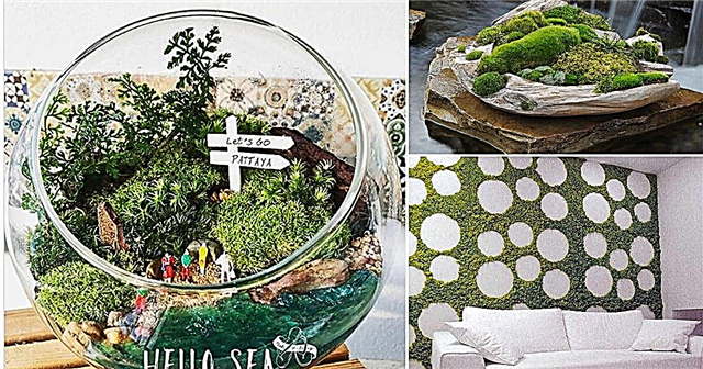 11 DIY inomhus moss trädgård idéer | Odlar en mosssträdgård