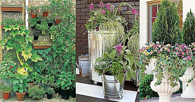 10 ideias criativas e modernas para jardim de recipientes que você adorará seguir
