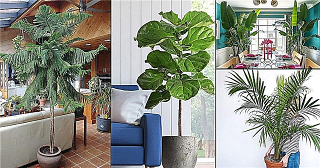 26 최고의 대형 실내 식물 | 가정 및 사무실을위한 키 큰 관엽 식물