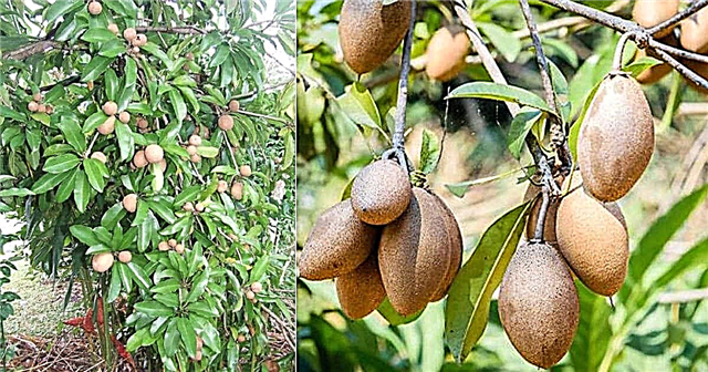 Groeiende sapodillaboom en verzorging | Hoe een sapodillaboom te laten groeien