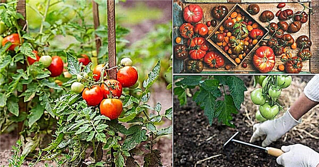 13 chyb při pěstování rajčat