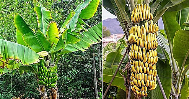 Rostou banány na stromech nebo keřích?