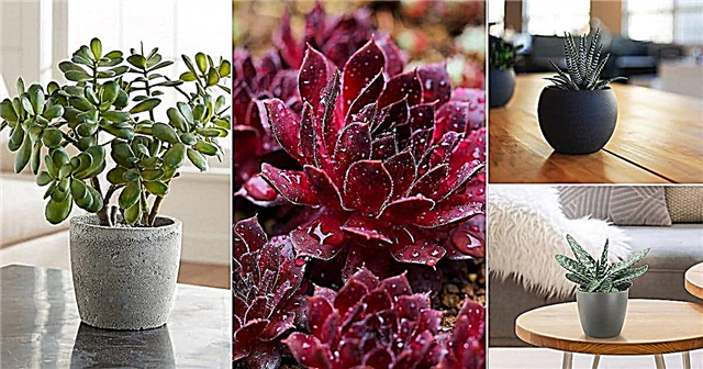 10 meilleures plantes succulentes de table à cultiver
