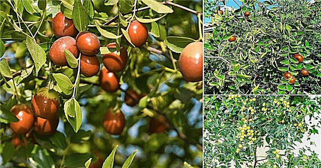 Kuidas kasvatada jujuubipuud Jujube puu hooldus