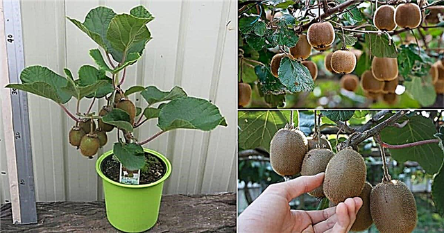 Cómo cultivar kiwi en una maceta | Cultivo de kiwi en contenedores