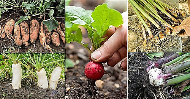 21 verduras que crecen bajo tierra | Tipos de hortalizas de raíz