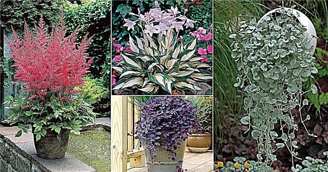 30 Zierpflanzen für Schatten | Pflanzen, die im Schatten gut abschneiden