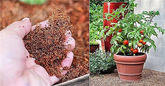 I følge en kinesisk undersøkelse bruk Coco Peat for Bumper Tomato Harvest