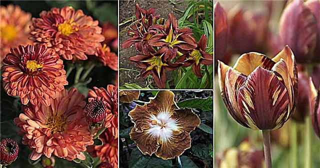 21 types de noms de fleurs brunes