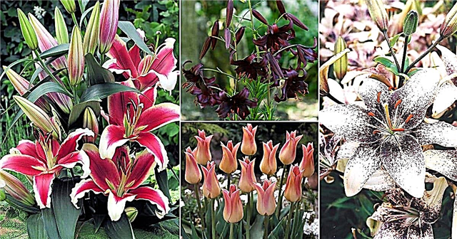 85 En İyi Zambak Türleri | Garden Lily Çeşit İsimleri