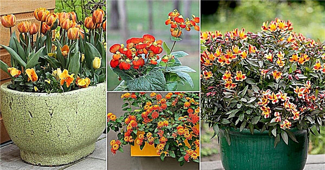 42 oranžu ziedu nosaukumu veidi