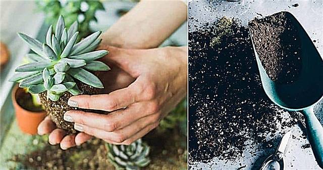 Meilleur sol pour les plantes succulentes | Recettes de sol succulentes