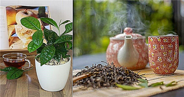 Pestovanie čajových lístkov doma Ako pestovať zelený čaj