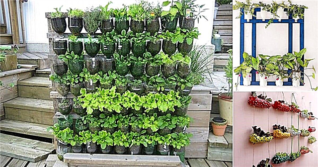 17 DIY idej za gojenje zelišč v plastičnih steklenicah