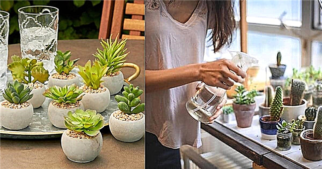 Berapa kerap air succulents | Petua Penyiraman Sukulen