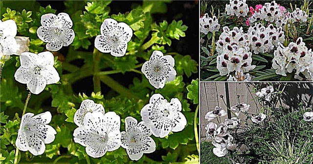 12 pięknych czarno-białych kwiatów