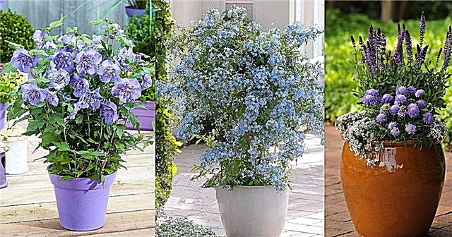 36 beste blauwe bloemen om in containers te groeien