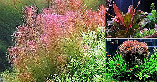 15 typer røde akvarieplanter