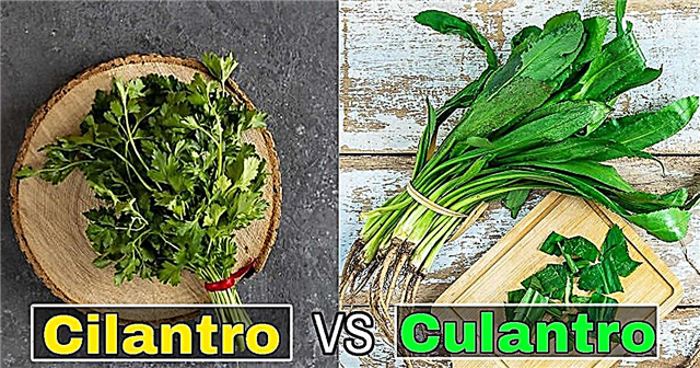 Cilantro vs Culantro | Erinevus Cilantro ja Culantro vahel