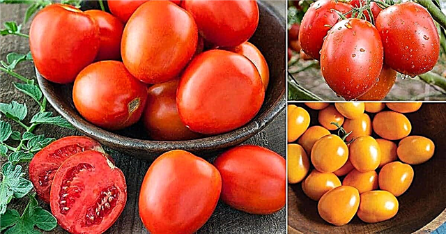 6 giống cà chua Roma ngon nhất | Các loại cà chua Roma