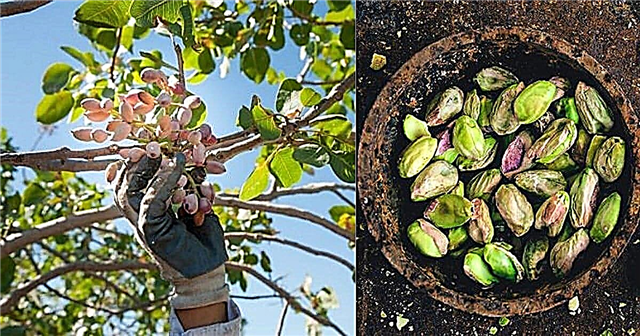 Apakah Kacang Pohon Pistachio atau Legum?