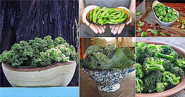 23 Najlepsze warzywa wysokobiałkowe | Warzywa bogate w białko