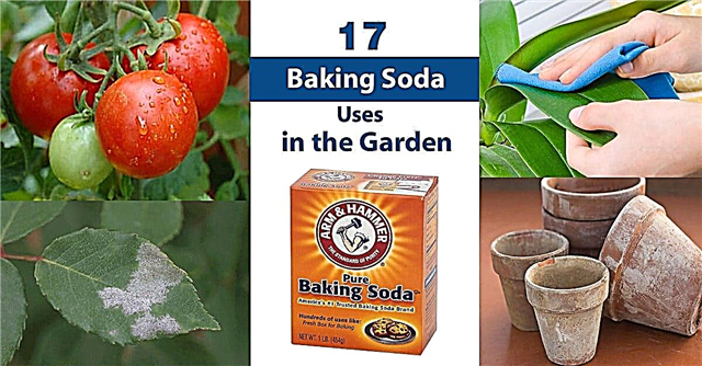 17 Soda oczyszczona używana w ogrodzie | Soda oczyszczona dla roślin