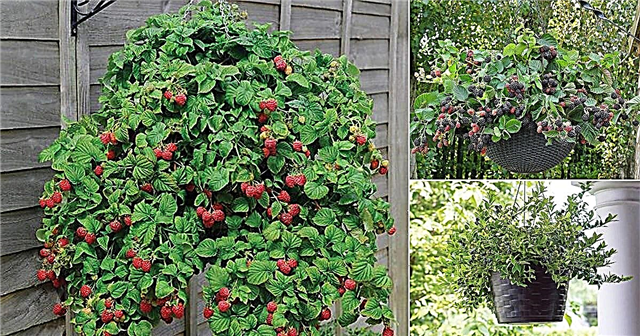 6 okusnih sadežev, ki jih lahko gojite v visečih košarah