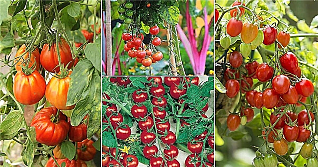 5 tomatitüüpi | Parimad tomatisordid