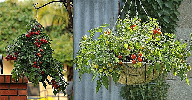 Segreti di pomodori in crescita nel cesto appeso
