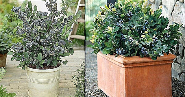 Cách trồng Blueberry trong Container | Trồng việt quất trong chậu