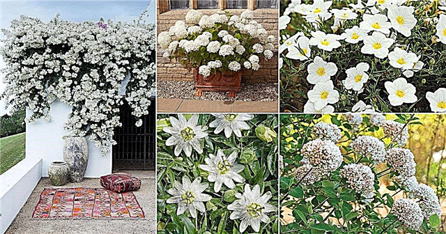 48 parimat tüüpi valgeid lilli